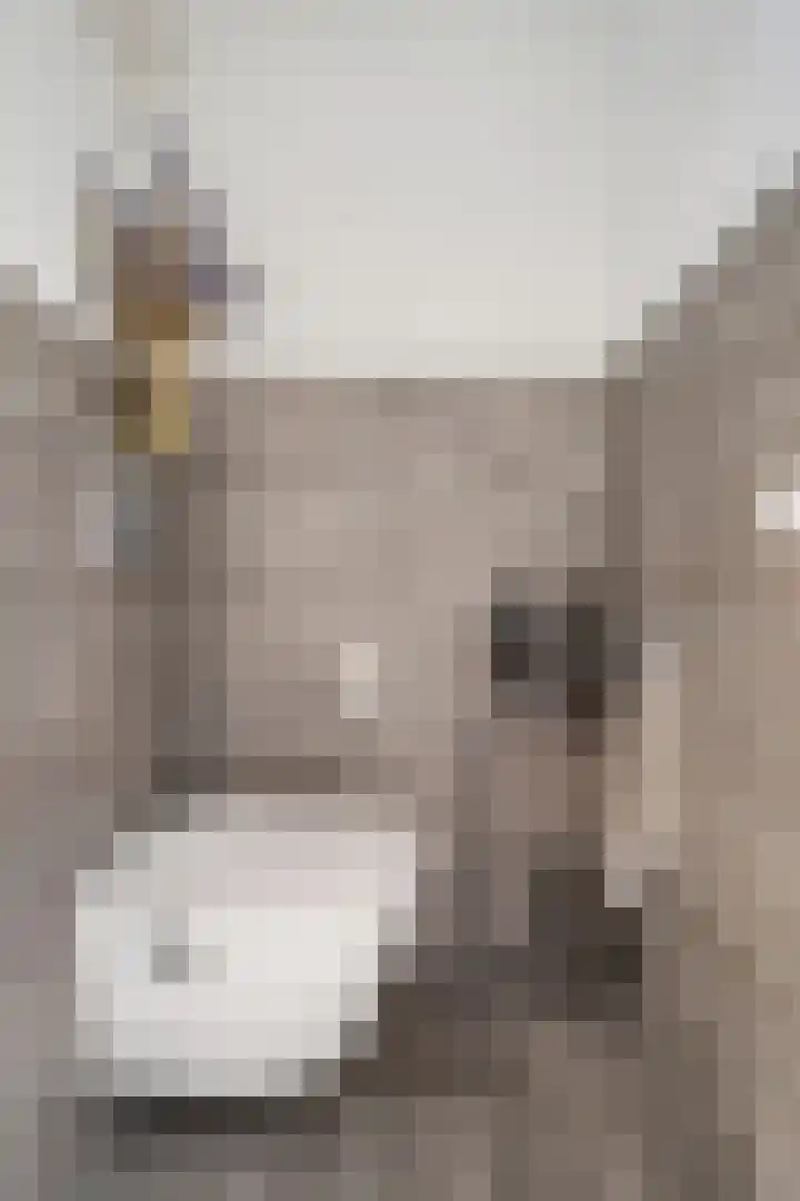 Thieboutmarke 7 Zwolle thumbnail 30