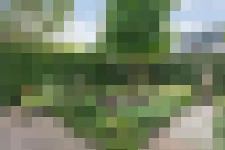 Thieboutmarke 7 Zwolle thumbnail 49