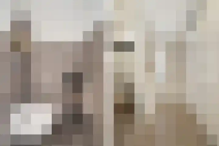 Thieboutmarke 7 Zwolle thumbnail 5