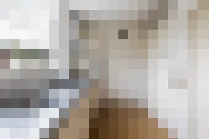 Thiedamawei 10 Damwâld thumbnail 24