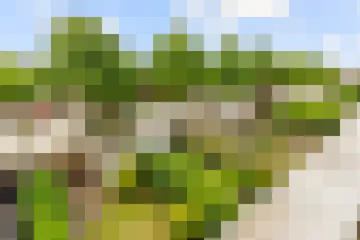 Thiedamawei 10 Damwâld thumbnail 31