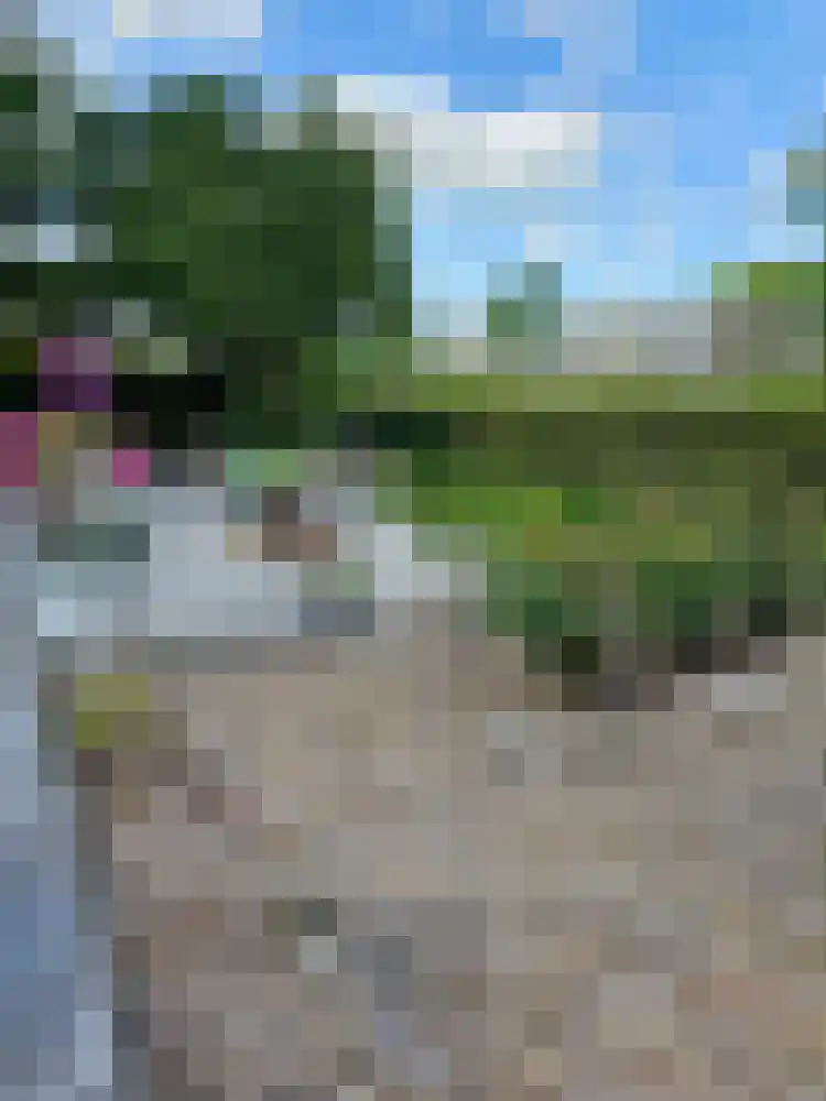 Thiedamawei 14 Damwâld thumbnail 78