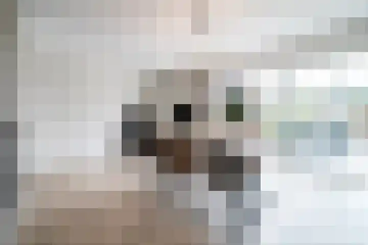 Thieu Gielenstraat 11 Nederweert thumbnail 10
