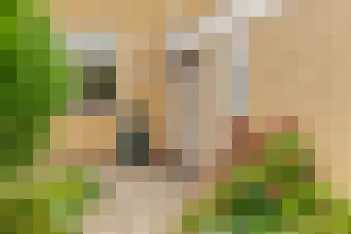 Thijs van der Lindenstraat 44 Noordwijk thumbnail 4