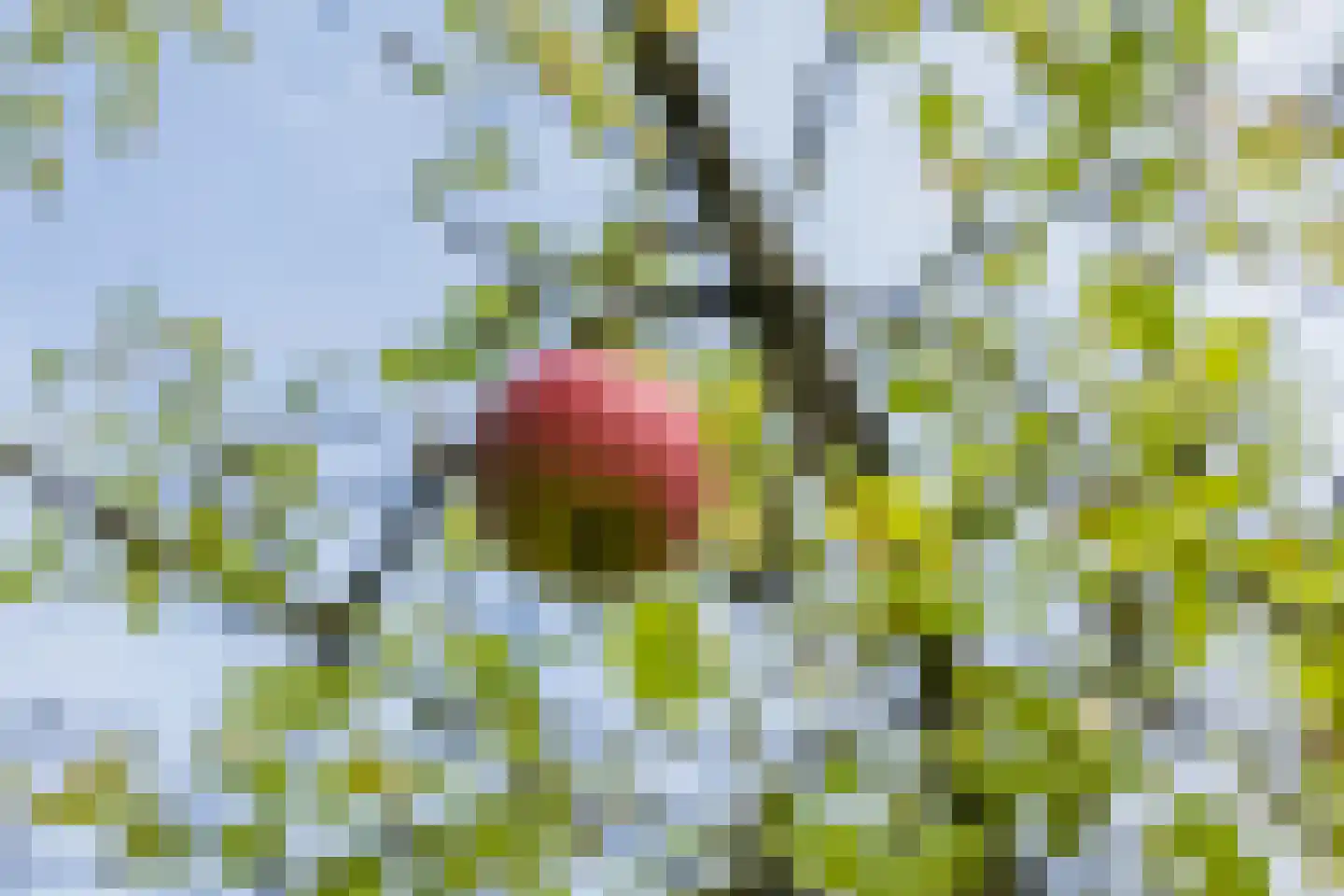 Thijstraat 8 Rossum thumbnail 36