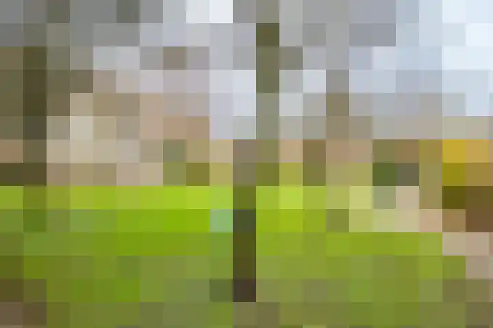 Tholen 51 Utrecht thumbnail 38