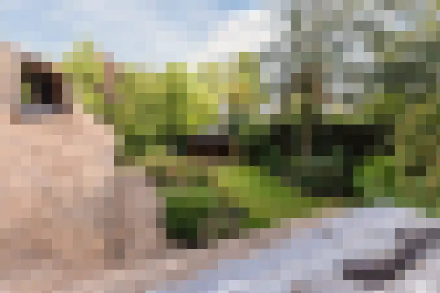 Thorbeckelaan 17 Veghel thumbnail 44