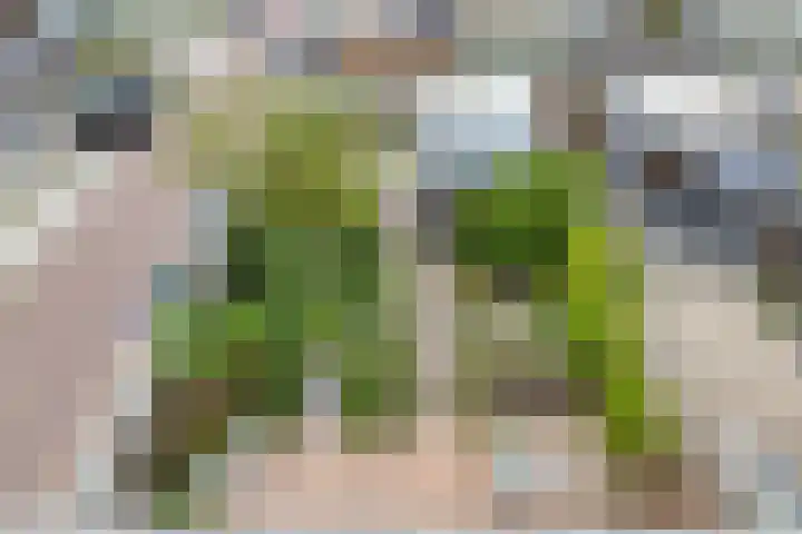 Thorbeckelaan 27 Goes thumbnail 31