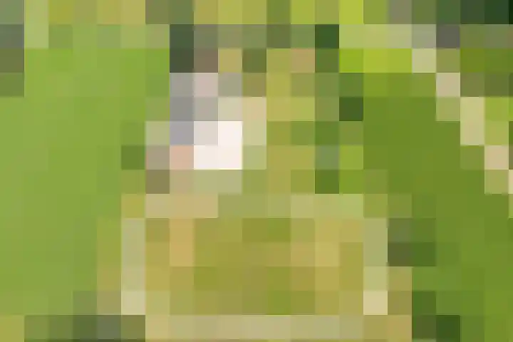 Tibbensteeg 9 Dalfsen thumbnail 5