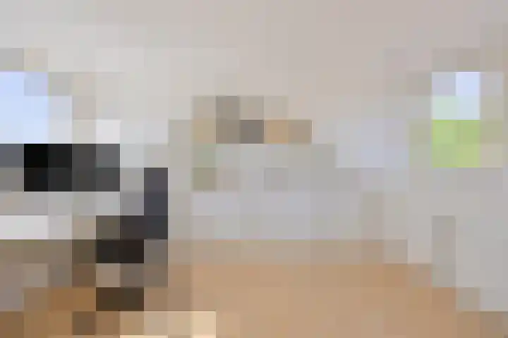 Tibetlaan 2 Drunen thumbnail 27