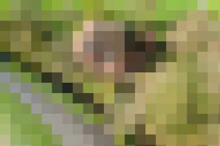 Tibsterwei 32 Ie thumbnail 4