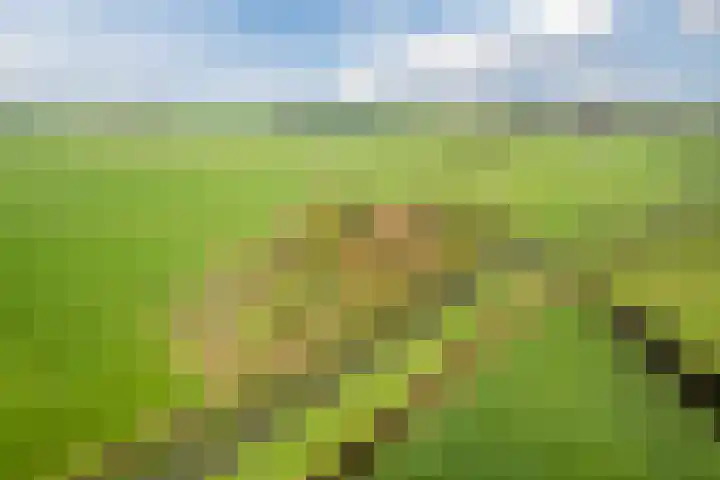 Tibsterwei 32 Ie thumbnail 55