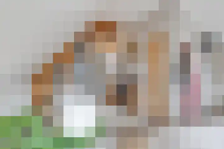 Tichelaar 1 Beuningen Gld thumbnail 29