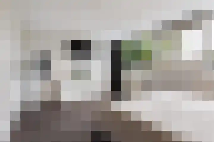 Tichelaarsdonk 156 Apeldoorn thumbnail 17