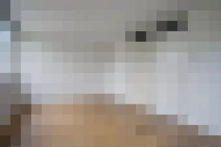 Tichelaarsdonk 203 Apeldoorn thumbnail 10