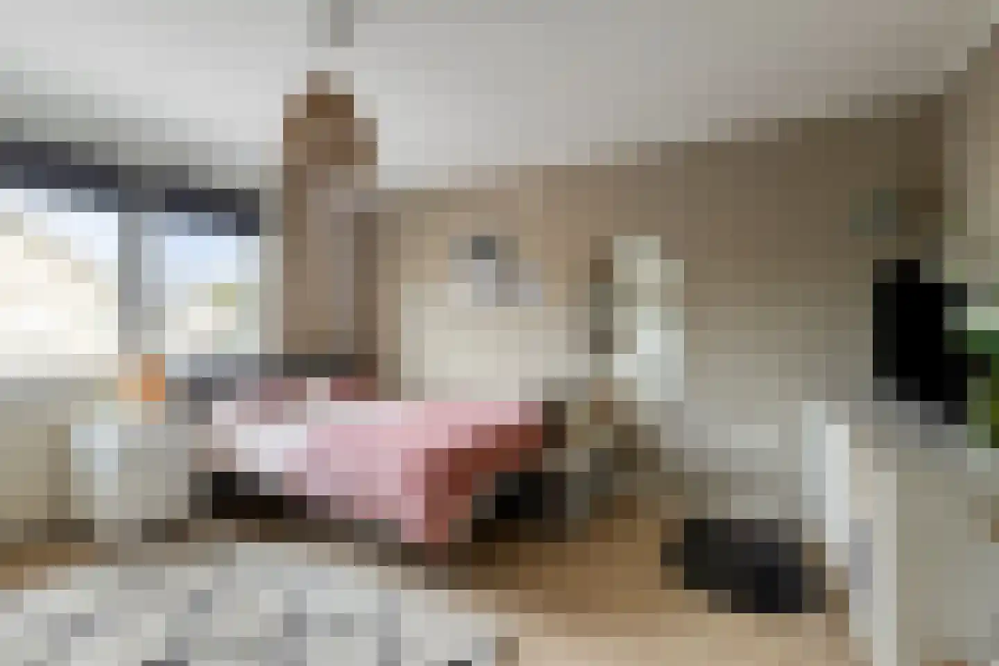 Tichelerstraat 12 Sevenum thumbnail 18