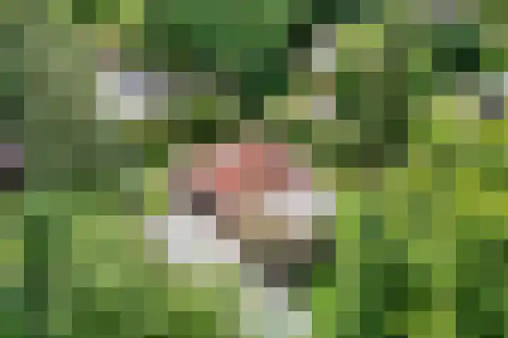 Tichelkamp 2 Burgum thumbnail 10