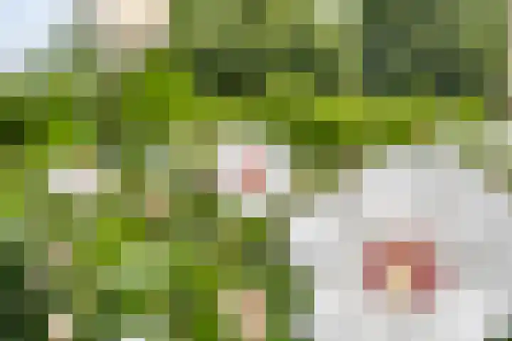 Tichelmeesterlaan 70 Zwolle thumbnail 38