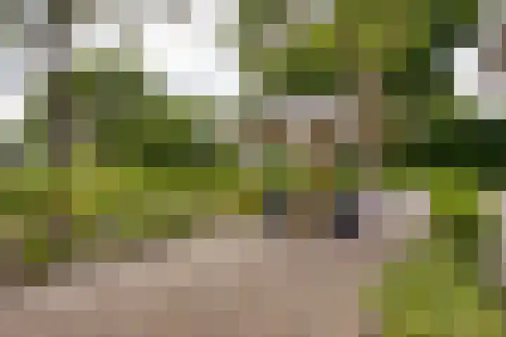 Tichelweg 19 Bad Nieuweschans thumbnail 12