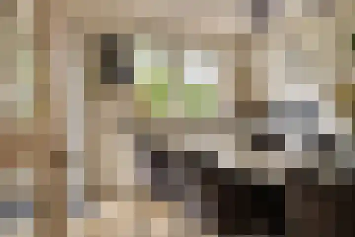 Tichelweg 19 Bad Nieuweschans thumbnail 21