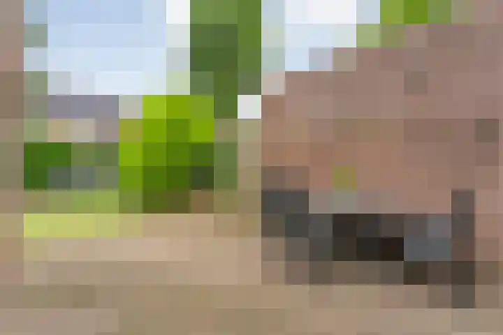 Tieberije 7 Gramsbergen thumbnail 45