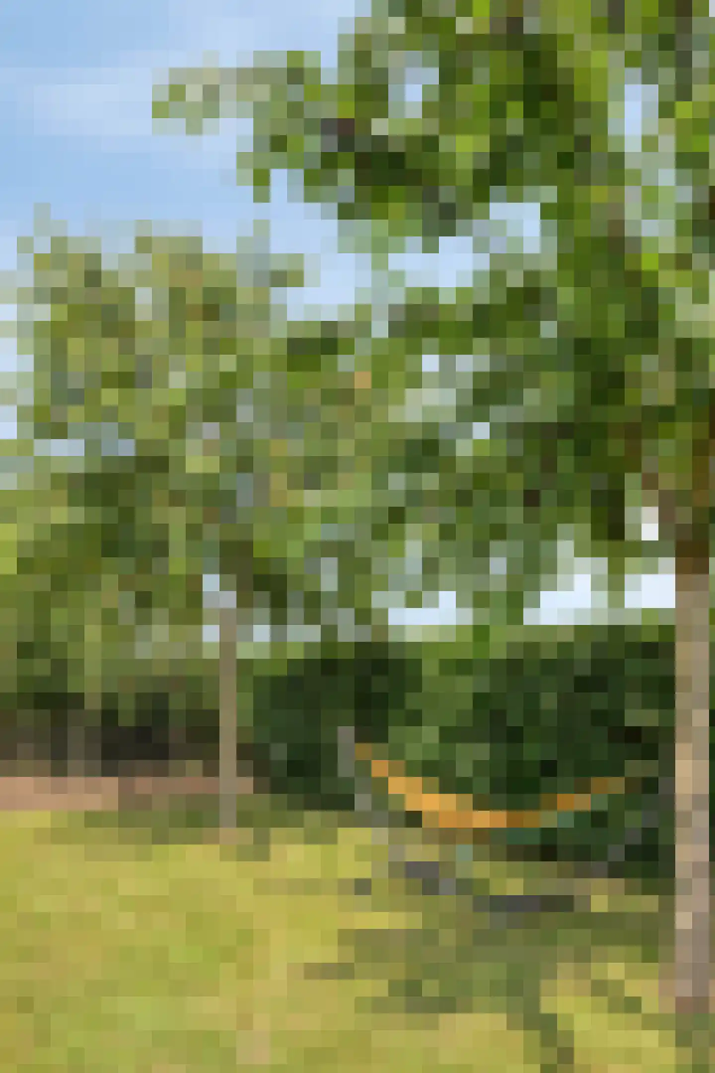 Tielsestraat 10 Valburg thumbnail 50