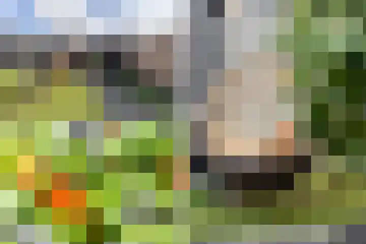 Tigrisstraat 88 Purmerend thumbnail 42