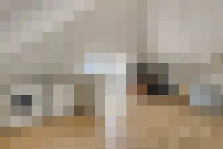 Tijgeroog 11 Zevenbergen thumbnail 24