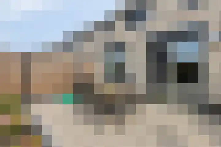 Tijgeroog 11 Zevenbergen thumbnail 30