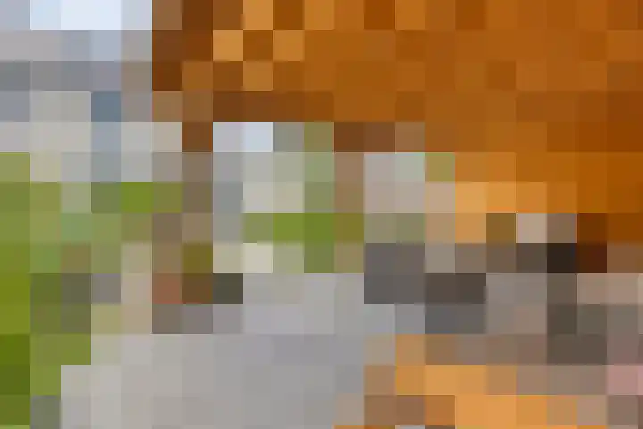 Tijgeroog 11 Zevenbergen thumbnail 32