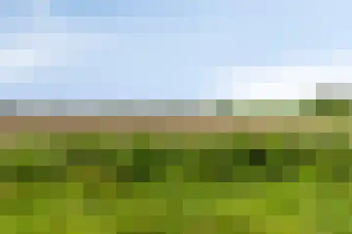 Tijgeroog 11 Zevenbergen thumbnail 35