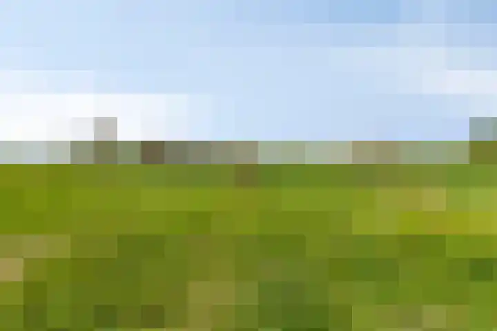 Tijgeroog 11 Zevenbergen thumbnail 36