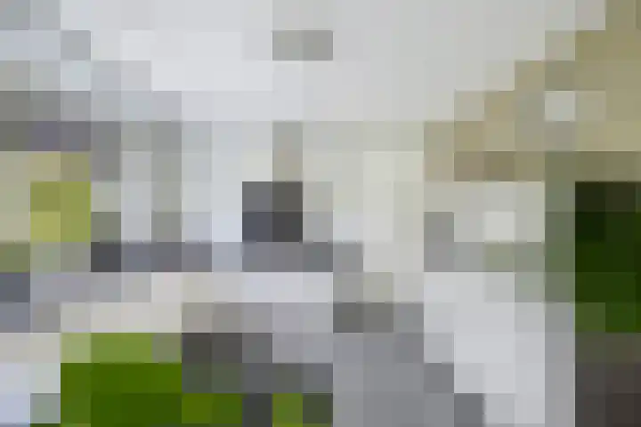 Tijm 11 Rutten thumbnail 28