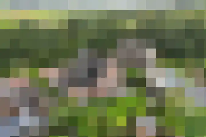 Tijm 11 Rutten thumbnail 41