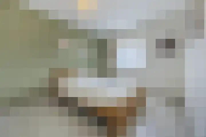 Tijm 7 Oud Gastel thumbnail 25