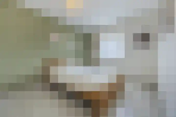 Tijm 7 Oud Gastel thumbnail 5
