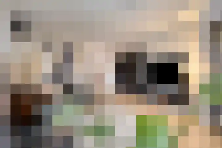 Tijmveld 48 Veghel thumbnail 12