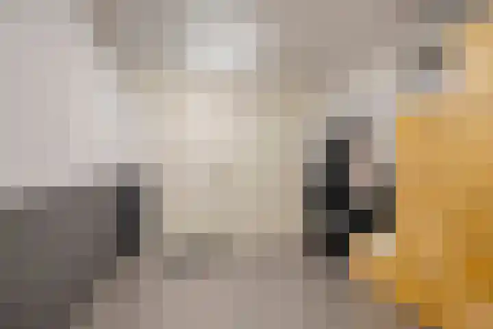 Tijmveld 48 Veghel thumbnail 24