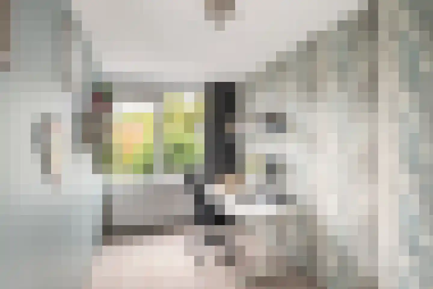 Tijns 5 Maasland thumbnail 25