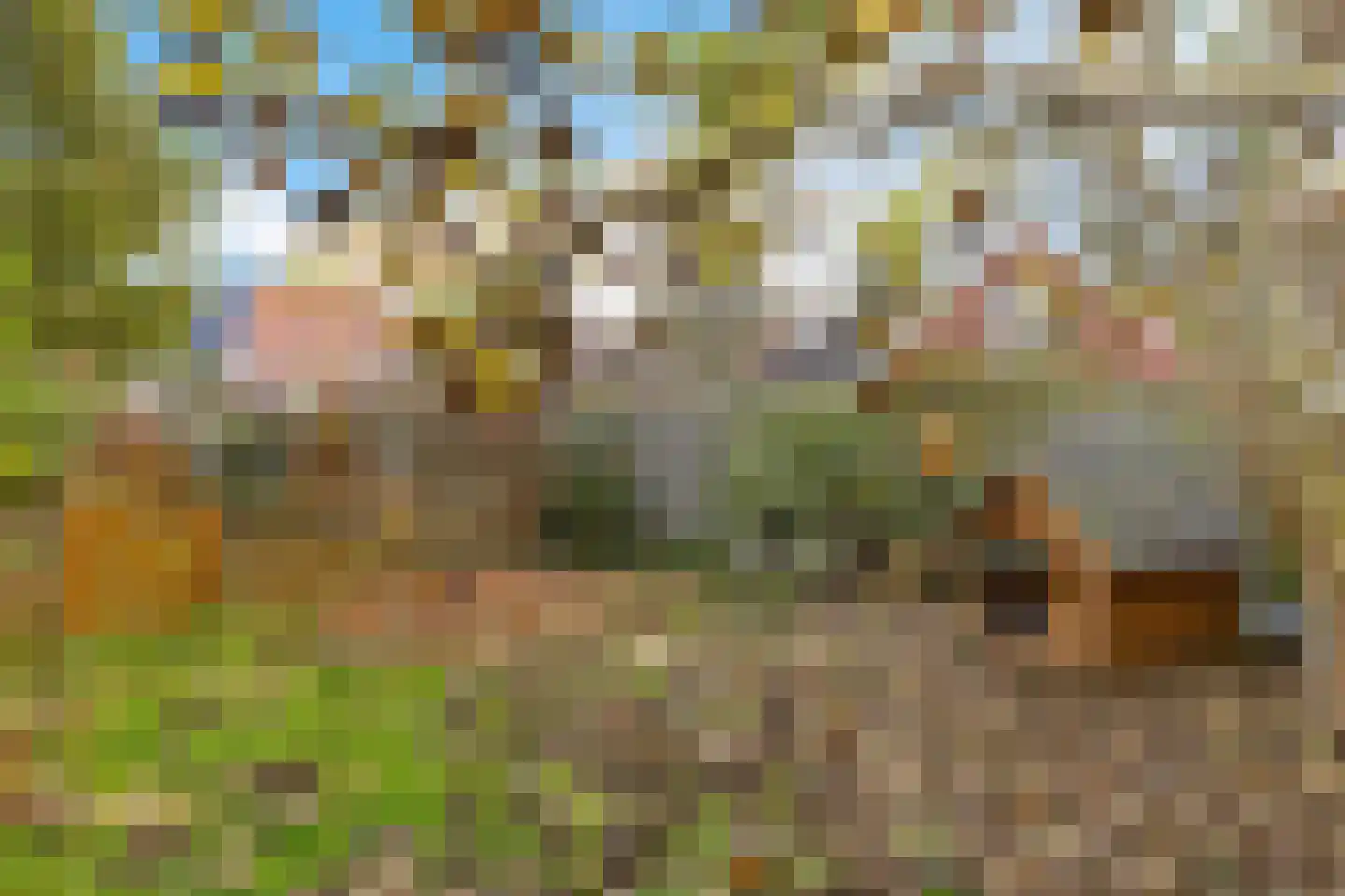Tillebuorren 7 Kootstertille thumbnail 43