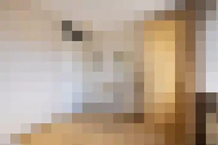 Tillefeart 7 Hurdegaryp thumbnail 35