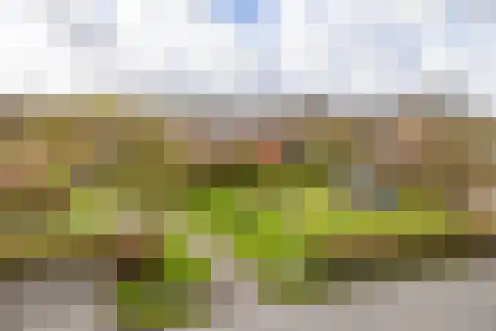 Tillefeart 7 Hurdegaryp thumbnail 50