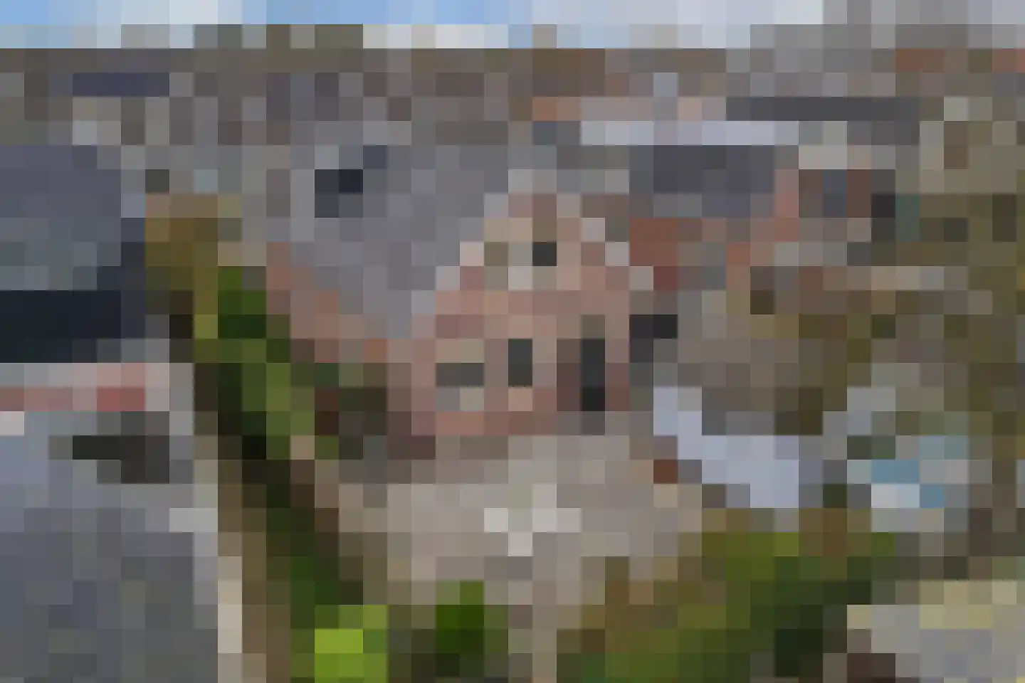 Tillewei 13 Wjelsryp thumbnail 26
