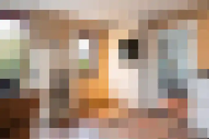 Tilmaad 34 Oosterwolde thumbnail 20