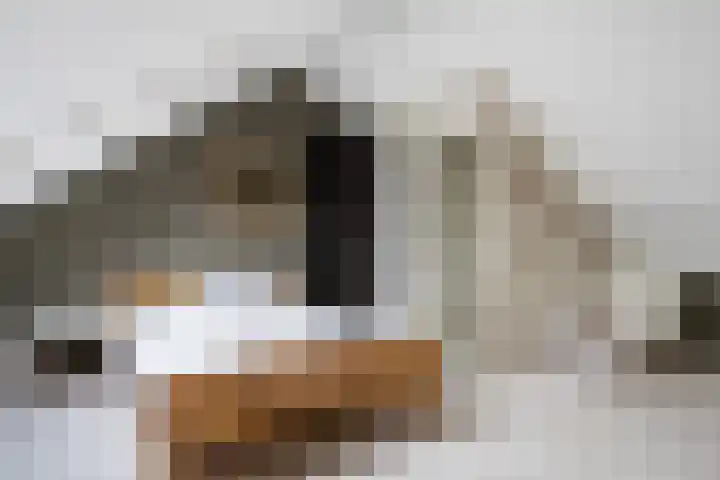 Tilmaad 34 Oosterwolde thumbnail 31