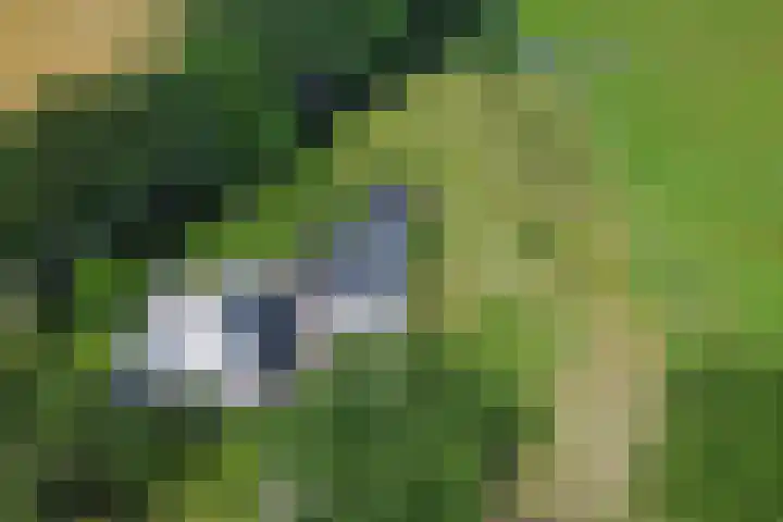Timmermannsweg 34 Ysselsteyn thumbnail 43