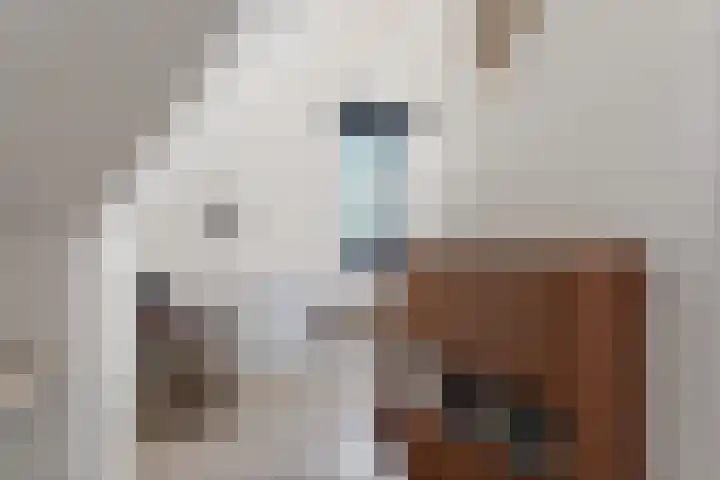 Timmersteek 20 Almere thumbnail 36