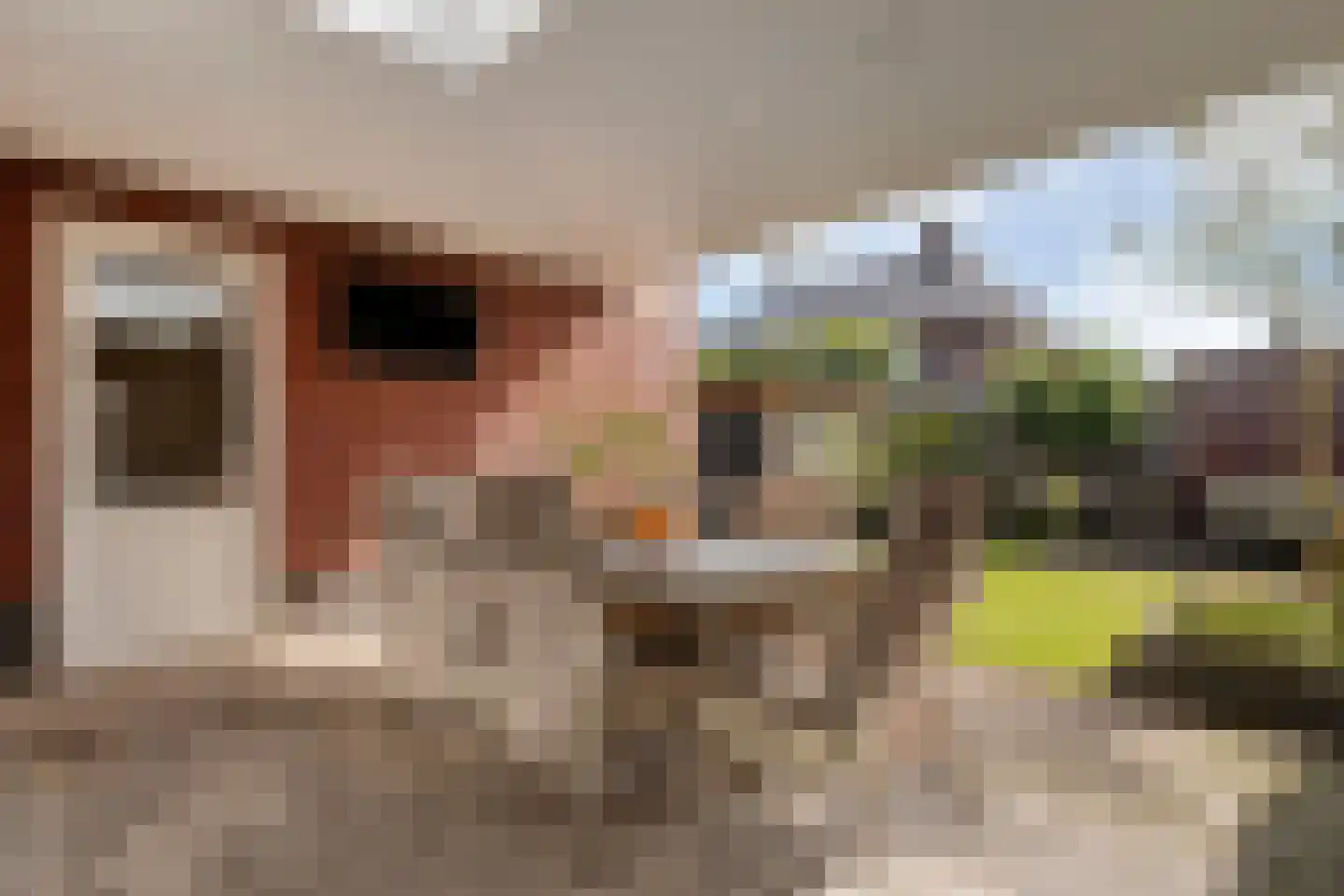 Timmusboer 3 Ootmarsum thumbnail 26