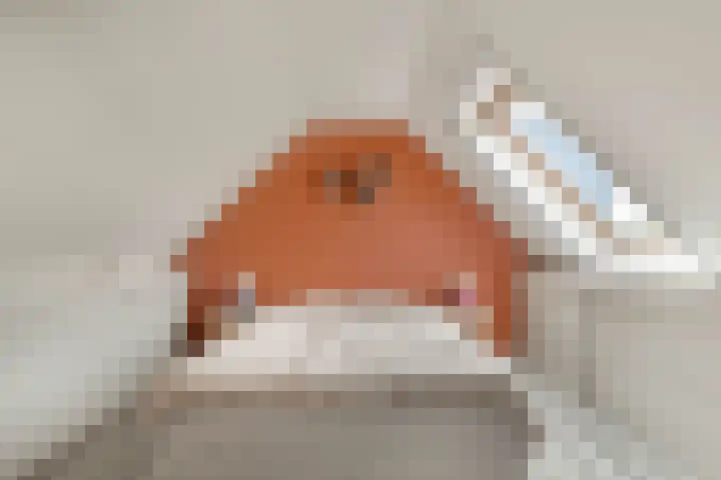 Timothee 22 De Goorn thumbnail 26