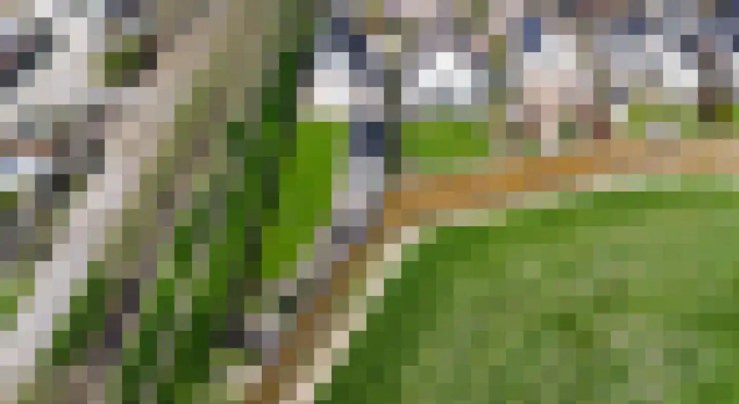 Timotheegras 13 Wilnis thumbnail 51